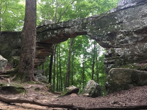 South Cumberland State Park Tennessee, Photo Studies, Trail Dog, Giant Tree, Mountain Park, Beautiful Hikes, Small Waterfall, East Tennessee, Smoky Mountain