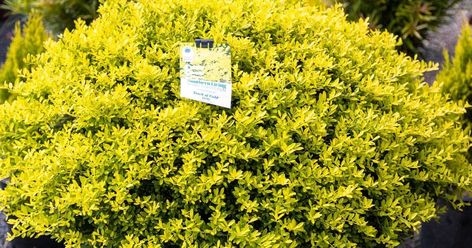 Drought Tolerant Shrubs Full Sun, Golden Showers Plant, Goldenseal Plant, Gold Mound Spirea Landscaping, Golden Rods Flowers, Sunshine Ligustrum, Sunshine Lugustrium Bush, Drought Tolerant Shrubs, Shrubs For Landscaping