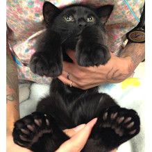 Kitty With Big Feet Hemingway Cats, Polydactyl Cat, Meow Mix, Cat Fun, Totem Poles, Animal Cat, Black Kitten, Domestic Cat, Zulu