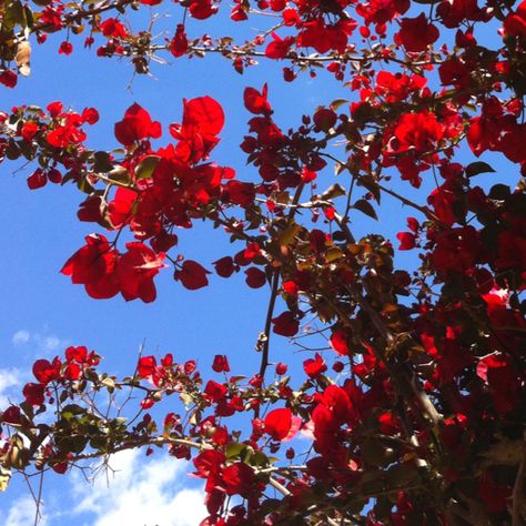 Red and bright sky blue Light Blue Red Aesthetic, Red And Blue Background Aesthetic, Light Blue And Red Aesthetic, Blue Moodboard, Phone Homescreen, Dark Red Roses, Light Blue Aesthetic, Red Blossoms, Backyard Garden Design