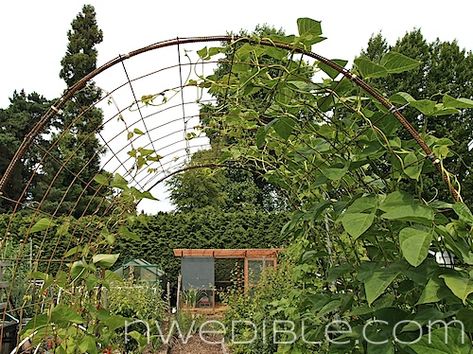 How to Build a Concrete Mesh and Rebar Trellis Rebar Arbor, Rebar Trellis, Steel Trellis, Tall Trellis, Garden Hardscape, Trellis Diy, Grape Arbor, Arbors Trellis, Trellis Ideas