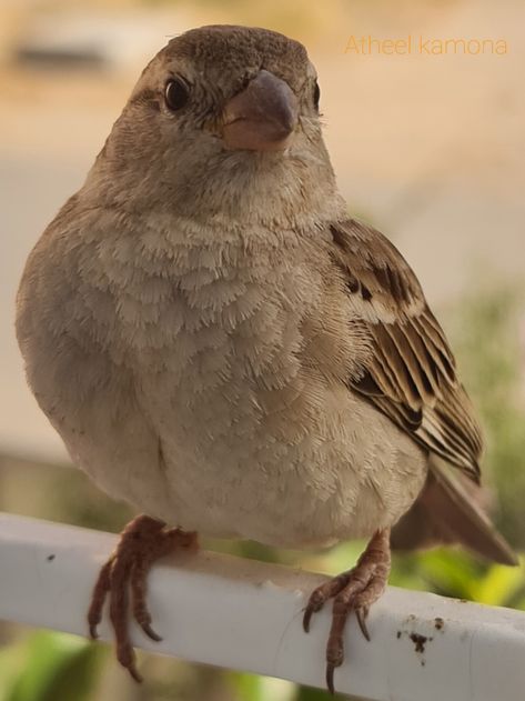 Female House Sparrow, Rajendra Prasad, Photo Facts, Pet Things, House Sparrow, Brown Bird, Pet Ideas, Cosplay Diy, Small Birds