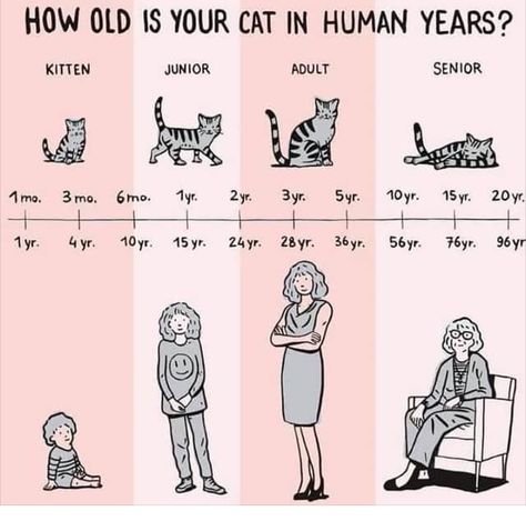 Katt Grejer, Cat Years, Cat Ages, Cat Language, Cat Info, Cat Hacks, Kitten Care, Cat Care Tips, Cat Parenting