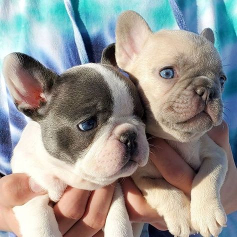 French Bulldog Puppies For Sale | Louisiana Avenue, LA Smiling Quotes, Dogs Smiling, French Bulldog Drawing, Baby French Bulldog, French Bulldog For Sale, French Bulldog Breed, Puppies For Adoption, Collar Accessories, Bulldog Breeds