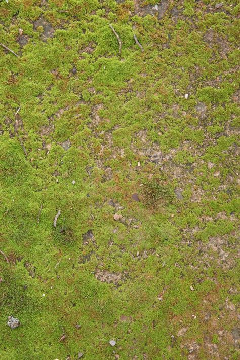 grass and ground background Grass Ground Background, Grass Backdrops, Grass Wallpaper, Bright Background, Photo Background Images, Free Textures, Old Paper, Lush Green, Ground Cover