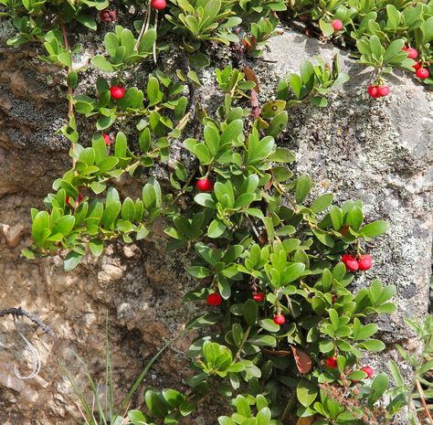 Bearberry is a small shrub that can be used as a great groundcover in your garden. It offers color throughout the year and has red berries. Goldflame Honeysuckle, Bearberry Plant, Shrubs For Borders, Portland Garden, Flower Bed Designs, Small Shrubs, Sandy Soil, Beautiful Fruits, Lake Cottage