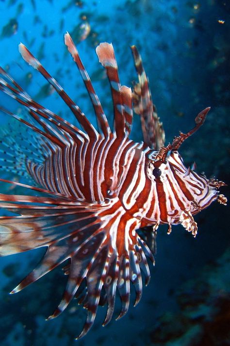 Lionfish Aesthetic, Beautiful Sea Creatures Ocean Life, Beautiful Fishes, Deep Sea Fish, Deep Sea Creatures, Underwater Art, Cool Fish, Lion Fish, Beautiful Sea Creatures