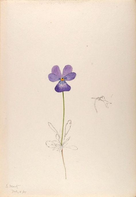 Sketches Of Plants, Violet Flower Tattoo, Pansy Tattoo, Violet Flower Tattoos, Color Sketches, Violet Tattoo, Viola Flower, Plant Tattoo, Violet Evergarden