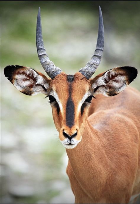 A young black-faced impala ram. His horns may not be impressive yet, but his facial markings are stunning. (Dave’s Namibia album | Flickr) Animal Horns Reference, Animal With Horns, Pronghorn Antelope Drawing, Gazelle Horns, Four Horned Antelope, Facial Markings, Animals With Horns, Giant Eland Antelope, Regard Animal