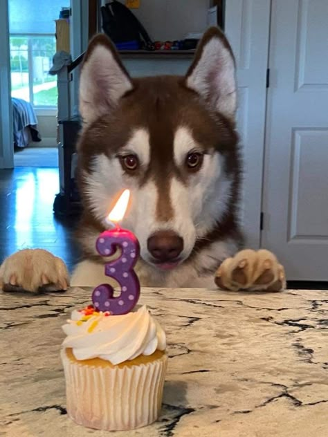 Melting Moments, Husky Mix, Happy Tails, Dog Birthday Party, Husky Puppy, Husky Dogs, Picture Collection, Training Video, Dog Birthday