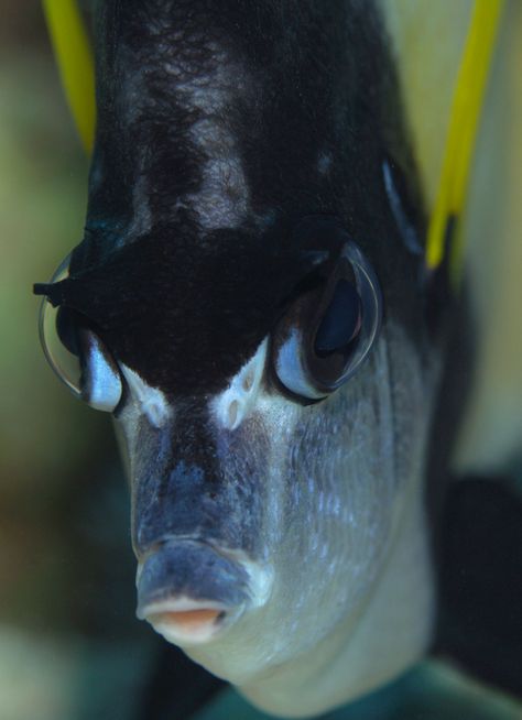 Angry Fish, Salt Water Fish, Under The Ocean, Underwater Photographer, Underwater Life, Water Life, Deep Blue Sea, Weird Creatures, Ocean Creatures