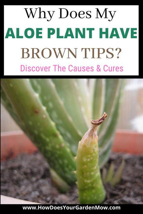 Aleo Plant Care, Repotting Aloe Vera Plant, Aloe Vera Plant Care, Care For Aloe Vera Plant, How To Care For Aloe Vera Plant, Transplanting Aloe Vera Plant, How To Take Care Of An Aloe Vera Plant, Aloe Plant Care, Transplant Aloe Vera Plant