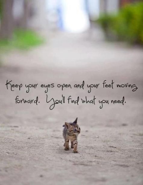 Keep your eyes open and your feet moving forward. You'll find what you need. Keep Your Eyes Open, Eyes Open, Moving Forward, Cat Memes, Your Eyes, Motivational Quotes, Tumblr, Quotes, Animals