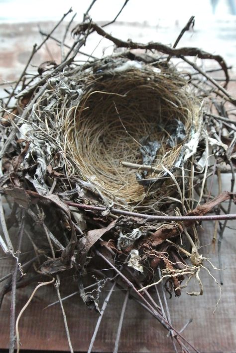 Amazing Bird's Nest that fell out of our Pear tree in a storm. Bird In Nest, Bird Nest Painting, Birds Nests, Nest Art, Bird Nests, Egg Nest, American Robin, Amazing Birds, Bird Eggs