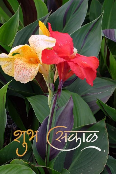 Good Morning Wishes In Marathi, Good Morning In Marathi, शुभ सकाळ, Tiger Photography, Good Morning Motivation, Beautiful Morning Quotes, Durga Images, Floral Prom Dresses, Good Morning Flowers Gif