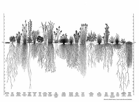 One of the wonders of big bluestem grass is its nine-foot-long roots, helping to keep soil in place and store carbon in a time of climate change. Prairie Planting, Lawn Alternatives, Root Structure, Perennial Grasses, Arte Peculiar, Garden Drawing, Site Analysis, Root System, Plant Roots