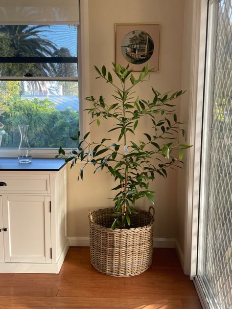 Kauri pine potted in large wicker basiet for indoor plant in dining room - Loire cane wicket basket from freedom Big Plant Indoor, Plants In Wicker Baskets Indoor, Plant In Dining Room, Plants In Baskets Indoor, Plant In Basket, Top Of Refrigerator, Plants In Baskets, Tall Indoor Plants, Basket Plant