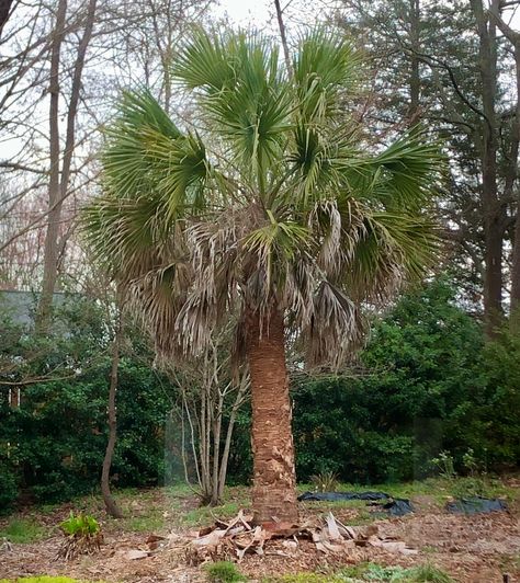 Cabbage Palmetto - Sabal palmetto | North Carolina Extension Gardener Plant Toolbox Saw Palmetto Benefits Woman, Sabal Palmetto, Pigmy Date Palm, Saw Palmetto Plant, Palmetto Bugs, Palm House Plants, Palm House, Coastal Plain, Palmetto Bluff