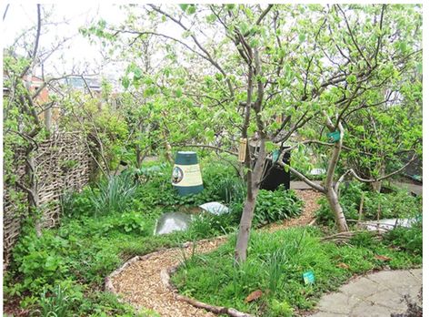 Lifestyle Block, Fruit Trees Backyard, Backyard Food, Food Forest Garden, Urban Backyard, Garden Vines, Potager Garden, Permaculture Gardening, Permaculture Design