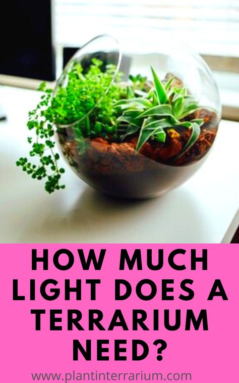 In this post, you will find out how much light terrarium needs (moss, succulents, air plant etc.), where to place a terrarium for good light and which artificial light you can provide to your terrarium. Bioactive Vivarium, Dish Gardens, Large Terrarium, Open Terrariums, Planting Guide, Terrarium Ideas, Moss Terrarium, Dish Garden, Light Spots