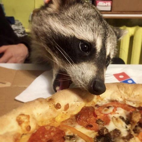 Pet Raccoon, Cute Raccoon, Raccoon Funny, Funny Animal Photos, Trash Panda, Cute Animals Images, Silly Animals, Cute Wild Animals, Racoon