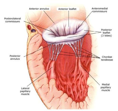 Side view of the mitral annulus. Mitral Valve Regurgitation, Cardiac Sonography, Heart Surgeon, Mitral Valve, Cardiac Disease, Heart Valves, Nursing School Motivation, Heart Anatomy, Emergency Nursing