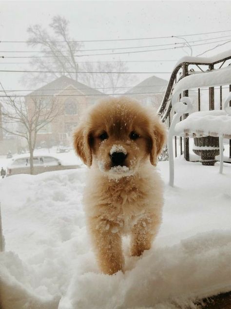 Check out these 10 pictures of the cutest puppies playing in their first snow! Puppy Husky, Puppies Playing, Pinterest Cute, Snow Monster, Welsh Corgi Puppies, Super Cute Puppies, Tiny Puppies, Baby Animals Pictures, Puppy Play