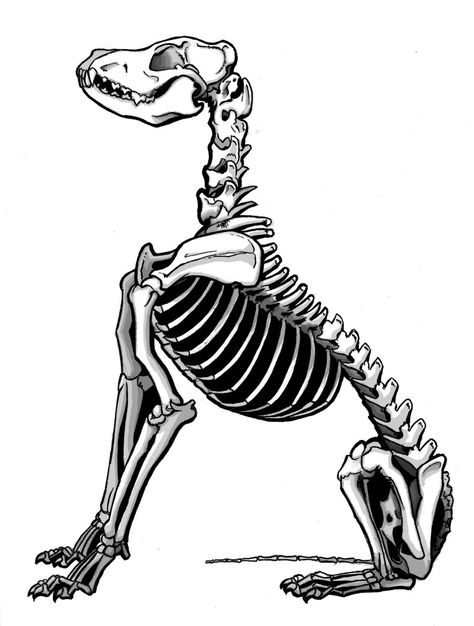 sitting dog Dog Anatomy Tattoo, Skeleton Dog Drawing, Skeleton Dog Tattoo, Dog Skull Drawing, Dog Skeleton Tattoo, Canine Skeleton, Skeleton Pics, Tattoos On Back, Skeleton Dog