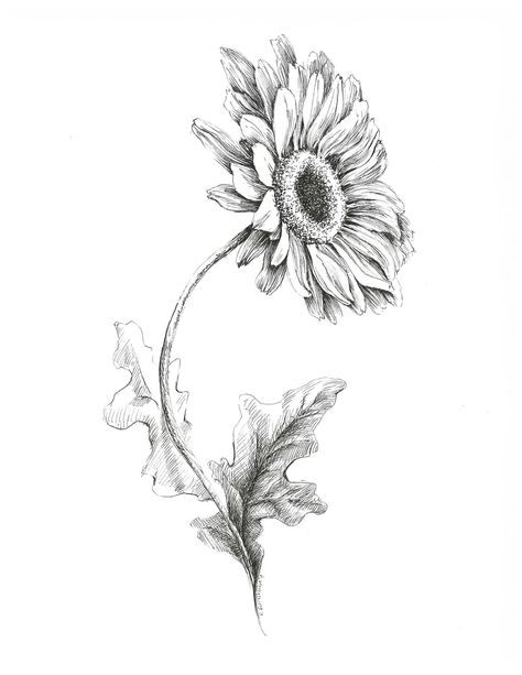 Gerbera Plant, Poppy Flower Art, Daisy Drawing, Sketch Flower, Plant Sketches, Gerbera Flower, Illustration Blume, Illustration Pen And Ink, Drawing Pen