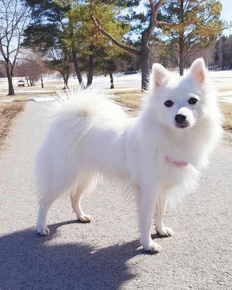 Dog Breed ➡️ Japanese Spitz From @tera.the.spitz 🐕 Tera 2 Years old Country #Sweden 🇸🇪 #arispedigree Spitz Dog Breeds, Japanese Spitz Puppy, Japanese Spitz Dog, Asian Dogs, Spitz Pomeranian, Impossible Pie, Led Room, German Spitz, Spitz Dogs