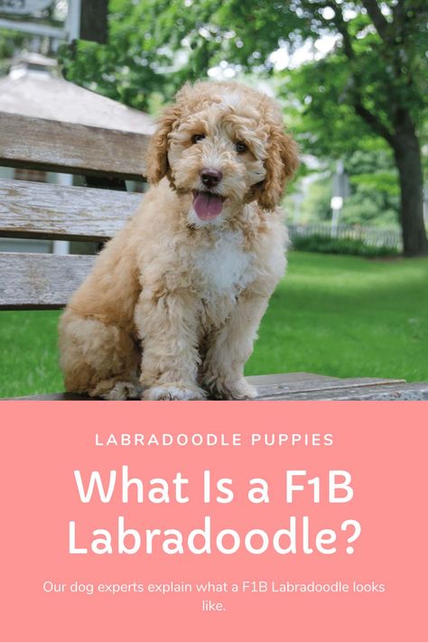 What does F1B labradoodle mean? - A F1B Labradoodle is a back-crossed Labradoodle that is 75% Poodle genetics, and 25% Labrador. Labradoodle Haircut, F1 Labradoodle, F1b Labradoodle, Teacup Goldendoodle, Labradoodle Grooming, Low Shedding Dogs, Labradoodle Miniature, Non Shedding Dogs, Labradoodle Dogs