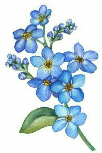 Simple Flower Drawings, Wild Flower Watercolor, Tiny Stories, Flower Watercolor, 1 Tattoo, Vector Art Illustration, Delphinium, Wild Flower, Free Vector Graphics