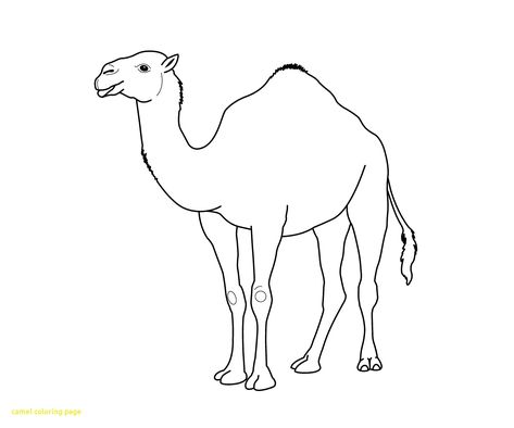 27+ Inspired Picture of Camel Coloring Page - entitlementtrap.com Camel Drawing For Kids, Camel Drawing Easy, Aquatic Animals Pictures, Parent Tattoo, Camel Drawing, Camel Painting, Nativity Cards, Instagram Logos, Attendance Chart