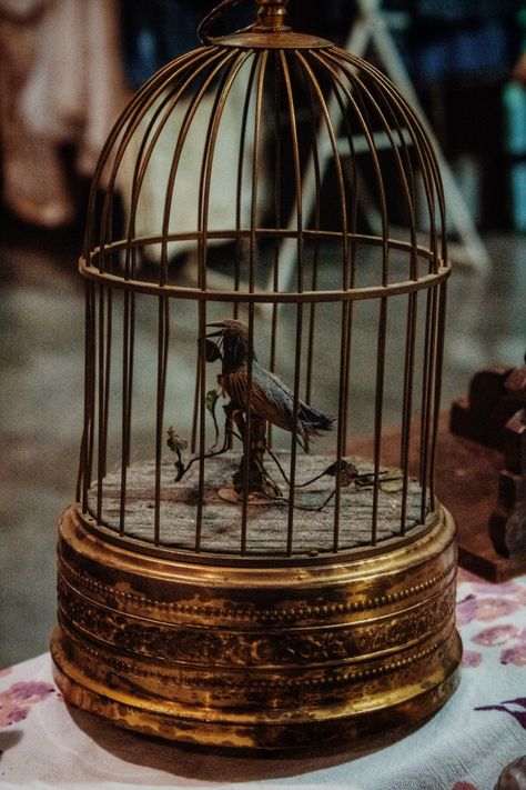 Dark Academia Bird Cage, Gold Cage Aesthetic, Bird Cage Photography, Gilded Cage Aesthetic, Caged Bird Aesthetic, Birdcage Aesthetic, Gothic Bird Cage, Bird Cage Aesthetic, Freedom Moodboard