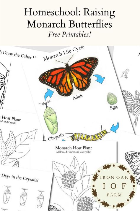 Monarch Butterfly Printable, Monarch Butterfly Kindergarten, Monarch Butterfly Art Project, Monarch Butterfly Activities For Kids, Monarch Butterfly Craft, Monarch Butterfly Drawing, Butterfly Bulletin Board, Monarch Butterfly Habitat, Raising Monarch Butterflies