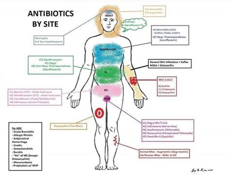 Which  antibiotics works best where? Antibiotics Nursing, Antibiotics Pharmacology, Pathophysiology Nursing, Nurse Practioner, Nurse Practitioner School, Public Health Nurse, Nursing School Motivation, Pearls Of Wisdom, Nurse Study Notes