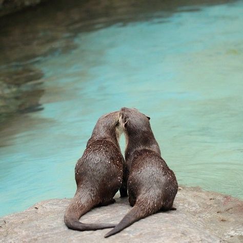 Otter Facts, Significant Otter, Otter Love, Sea Otters, Baby Otters, River Otter, Sea Otter, Cute Creatures, Cuteness Overload