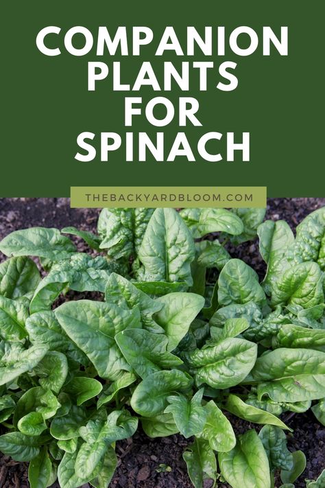 Companion Plants for Spinach And What Not To Grow With Spinach In The Garden How To Harvest Spinach, Spinach Plant, Planting Spinach, How To Grow Spinach, Grow Spinach, Gardening Veggies, Growing Tomatoes Indoors, Growing Spinach, Growing Tomatoes In Containers