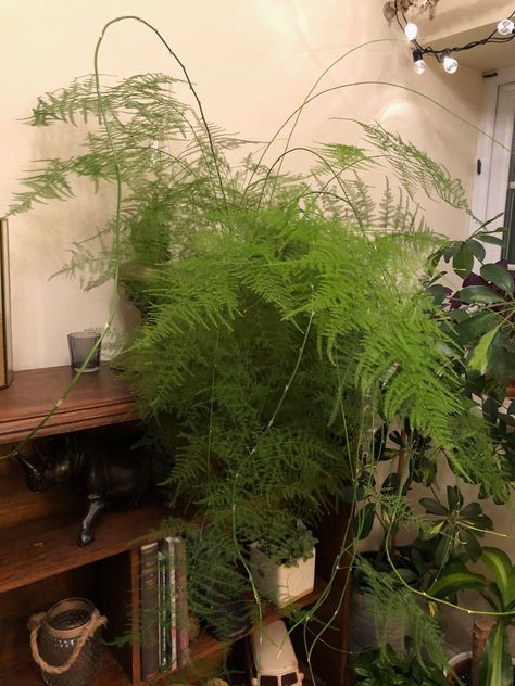 Fern Care Indoor, Asparagus Fern Care, Fern Planters, Indoor Ferns, Asparagus Plant, Ferns Care, Kitchen Plants, Asparagus Fern, British Garden