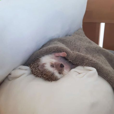 The Best Hedgehog Picture Landak Mini, Hedgehog Drawing, Hedgehog Pet, Baby Hedgehog, Pet Memes, Pets 3, Cuddly Animals, Cute Hedgehog, Cute Animal Photos