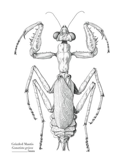 Mantis Mantis Illustration, Insect Craft, Mantis Tattoo, Insect Tattoos, Insect Crafts, Illustration Courses, Insect Tattoo, Insect Brooch, Science Illustration