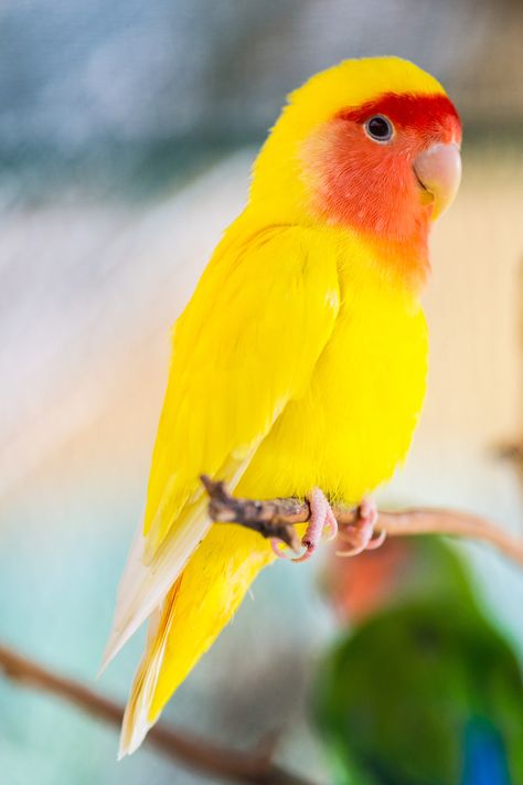 Kakariki Parrots Kakariki Bird, Bee Lantern, Traditional Flower Tattoo, Yellow Parakeet, Bake Snacks, Cats And Birds, Love Birds Pet, Beautiful Parrots, Pet Food Store