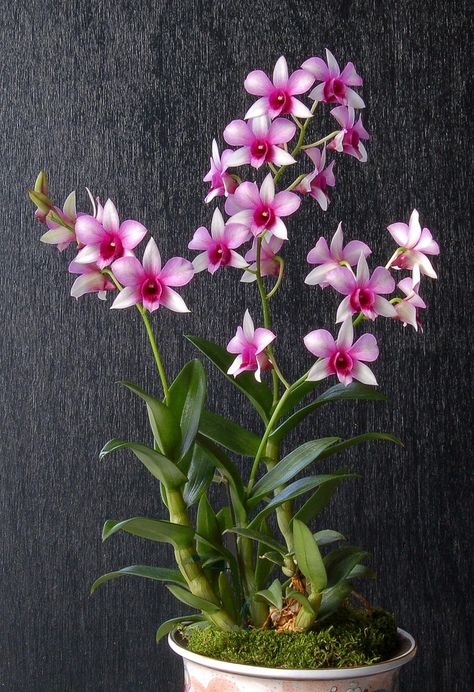 Orchid: Dendrobium Japanese Centerpiece, Malaysian Flowers, Dendrobium Nobile, Dendrobium Orchid, Orchid Leaves, Amazing Plants, Jungle Flowers, Orchid Photo, Flower Identification