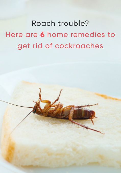 home remedies for cockroaches Cocroach Remedies, Home Remedies For Cockroaches, Deep Clean Kitchen, Get Rid Of Cockroaches, Cockroach Repellent, Fruit Recipes Healthy, House Tips, Kitchen Surfaces, Bug Repellent