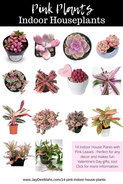 Instead of giving roses on Valentine's Day, give one of these PINK plants instead! Plants live for many years, and is a reminder of your love. #ValentinesDayGifts #pinkhouseplants #pinkplants #JayDeesBlogPage Plants Good For Cats, Pink Leaf Plant, Plants With Pink Flowers, Pink Plants, Plants Aesthetic, Indoor House Plants, Plant Goals, Aesthetic House, Plant Care Houseplant