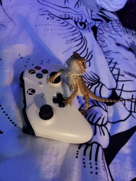 Funny Bearded Dragon Pictures, Aesthetic Bearded Dragon, Bearded Dragon Wallpaper, Bearded Dragon Aesthetic, White Bearded Dragon, Beard Dragon, Bearded Dragon Names, Cute Animal Pfp, Cute Bearded Dragon