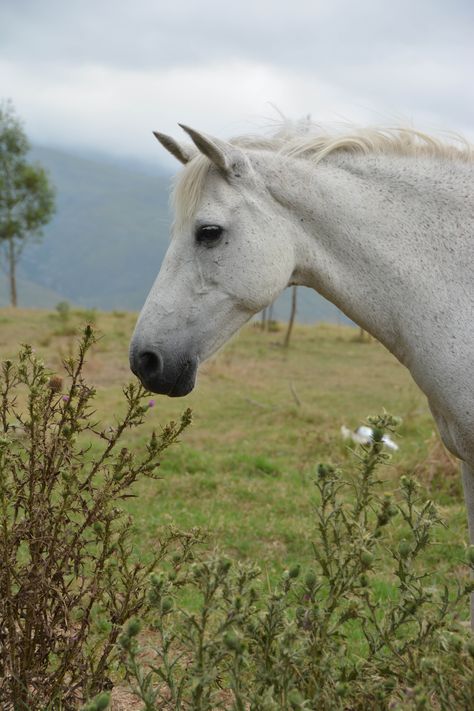 Beautiful white horse (side view) Horses Side View, Animals Side View, Adina Core, Horse Side Profile, Horse Side View, Horses Reference, Side View Of Face, Beautiful White Horse, Horse Art Drawing