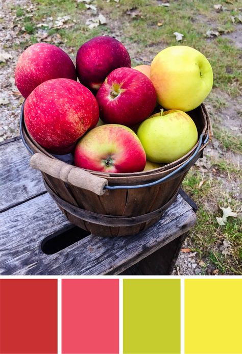 Apples color palette featuring Re-Entry Red, Plasma Pink, Terra Green and Lift-Off Lemon from Astrobrights Papers. Try this apple-inspired color red, pink, green and yellow color palette for fall parties, cards, scrapbooking, fall wedding color palettes, birthday parties and more #Colorize #ABColorPalette #spon Apple Green Color Palette, Green And Yellow Color Palette, Yellow Color Palette, Palettes Color, Craft Cider, Wedding Color Palettes, Fall Parties, Fall Wedding Color Palette, Color Coordination