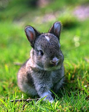 little baby bunny ears! Bunny Pics, Gorgeous Animals, Tiny Animals, Bunny Pictures, Awesome Animals, Cutest Animals, Lil Baby, Baby Bunnies, Cute Animal Pictures