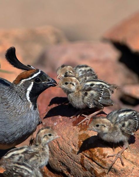 Quail Quail Family, Raising Quail, Quails, Game Birds, The New World, Colorado River, Wing Chun, Search Engines, Pretty Birds